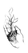 A hand holding a growing plant